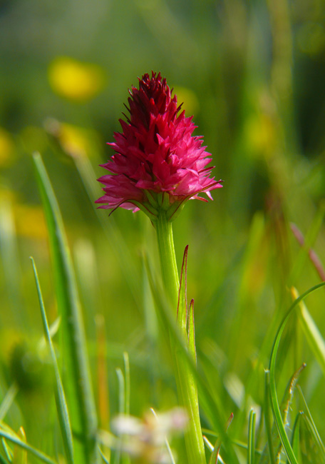 Nigritella rubra